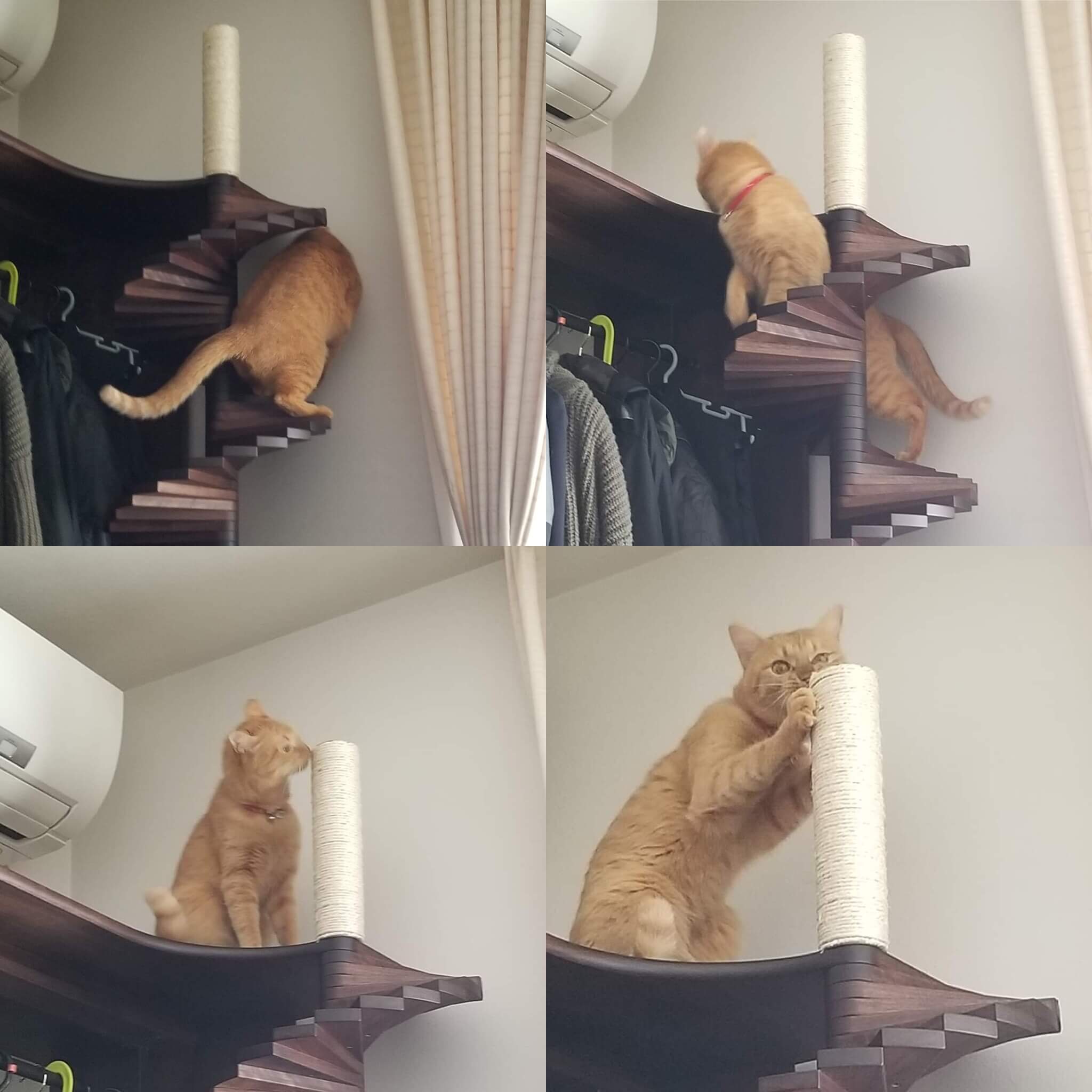 猫の階段
