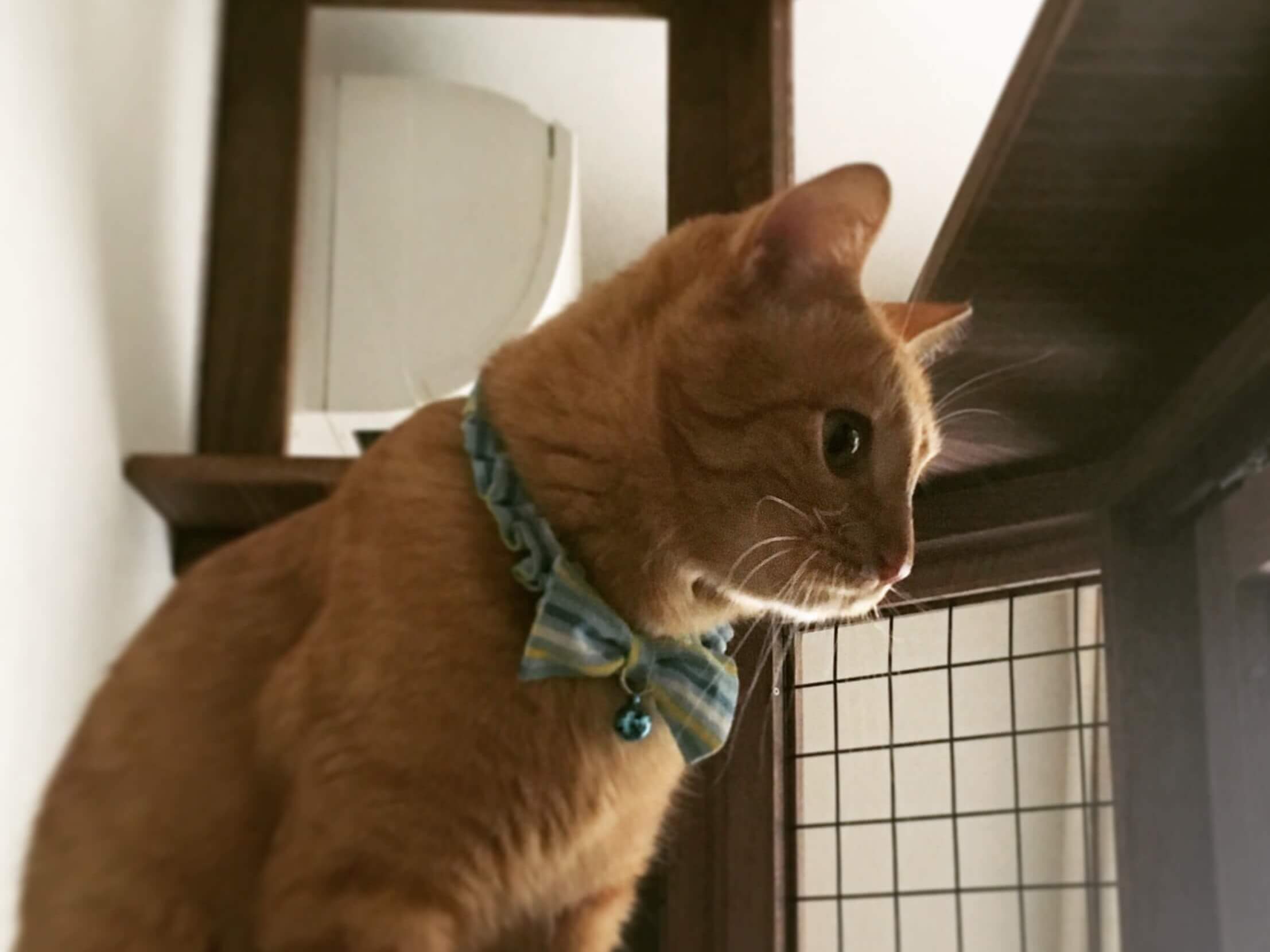 キャットハウス | 浅村家具製作所